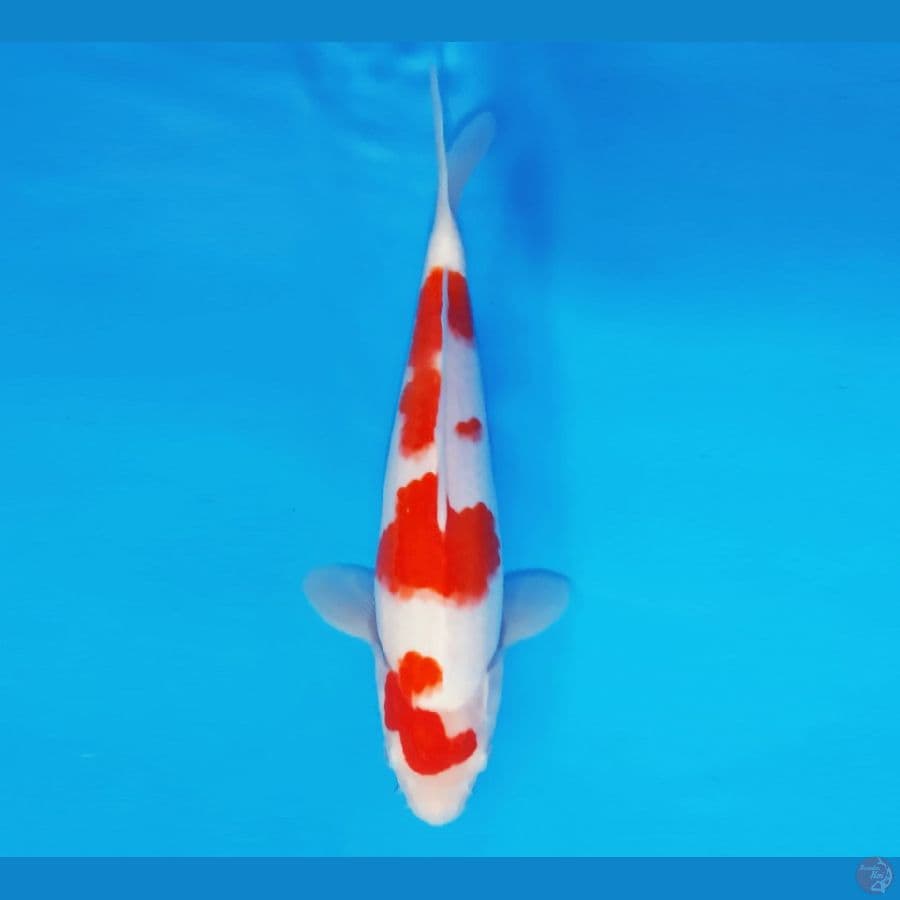 HAYABUSA 13 - KOHAKU 29 cm/fm ®