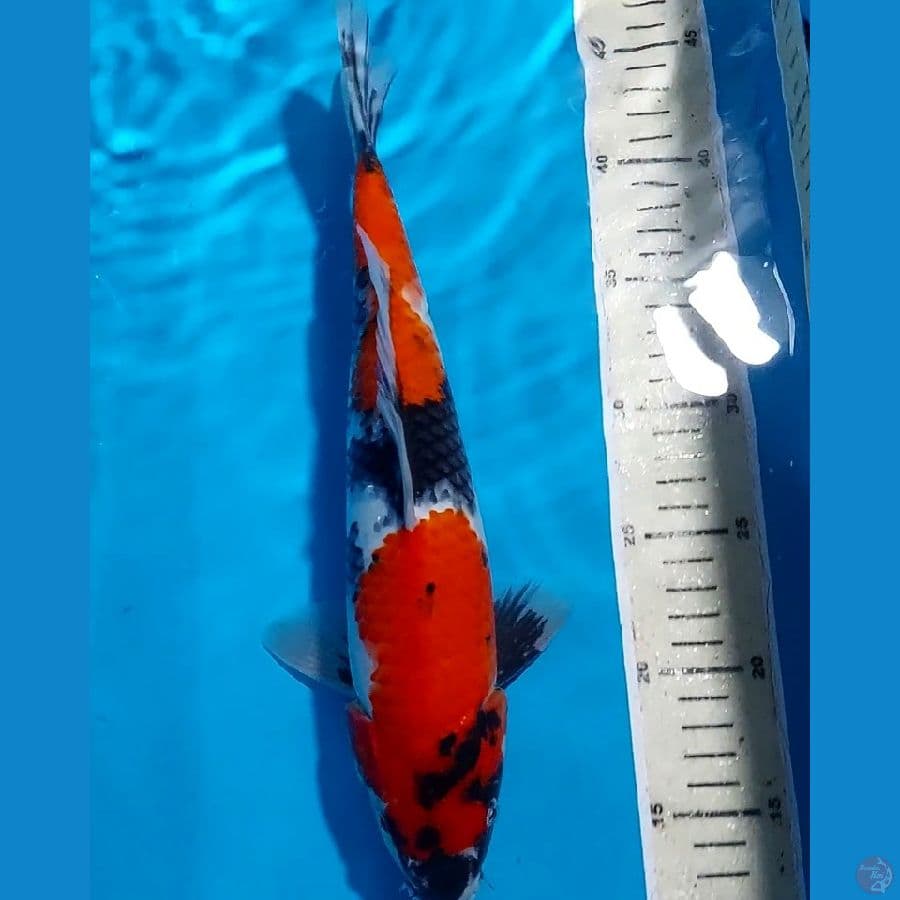 SHOWA 32 CM