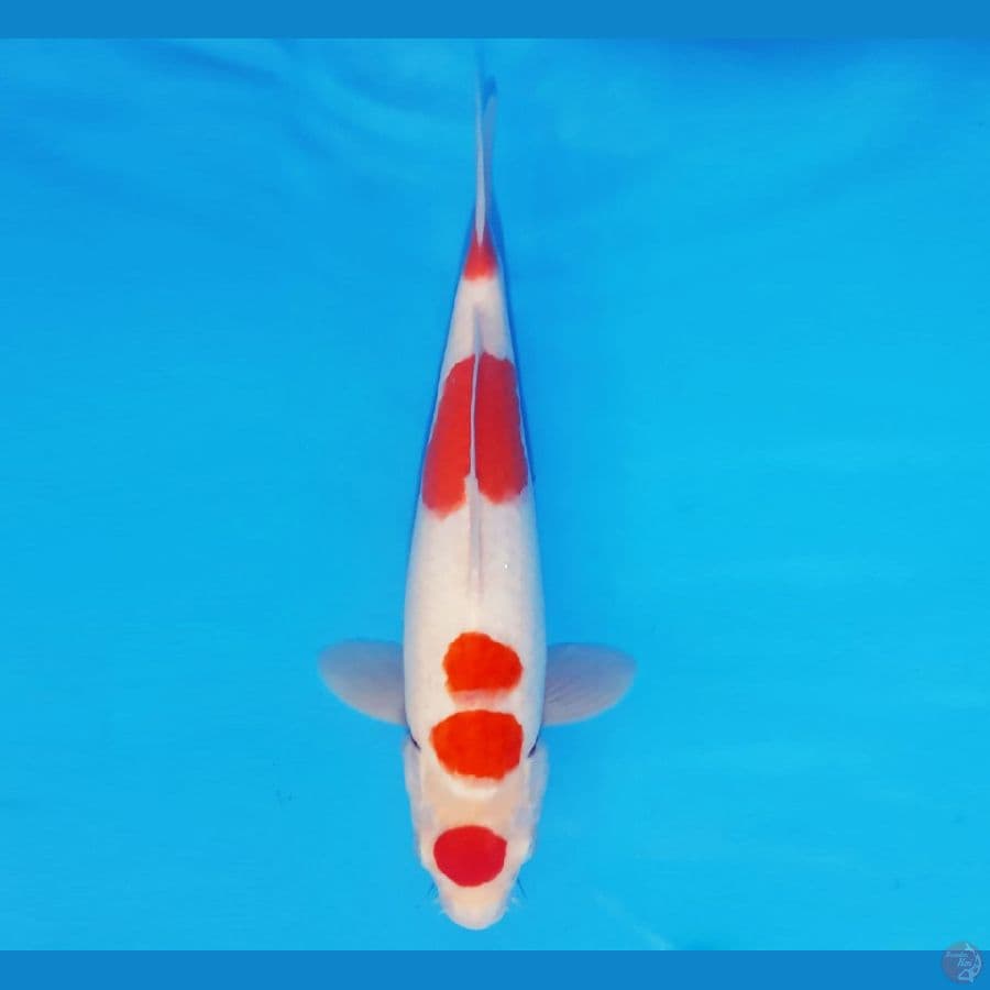 HAYABUSA 15 - MARUTEN KOHAKU 33 cm/fm ®