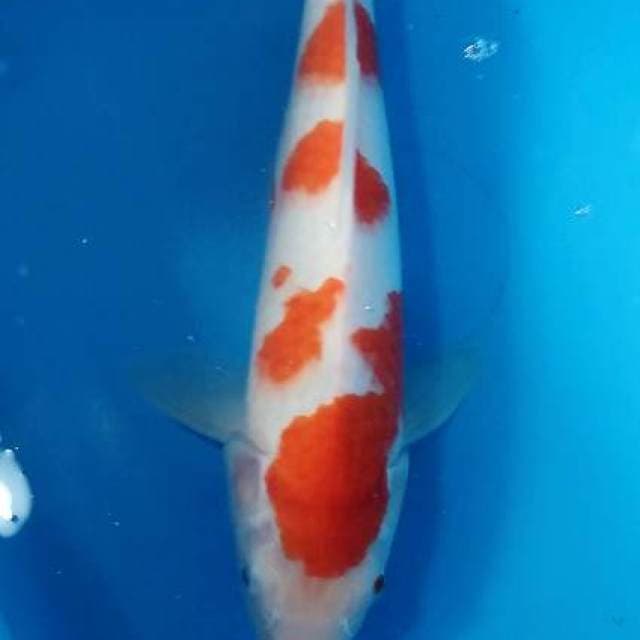 Kohaku 35cm