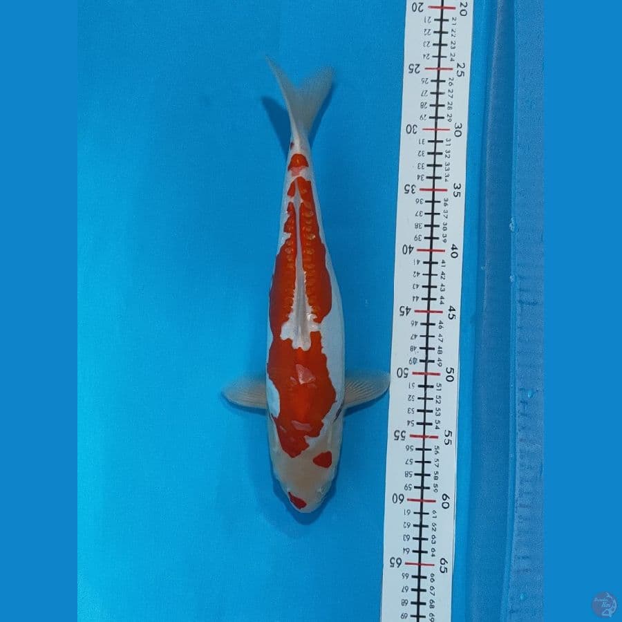 kohaku