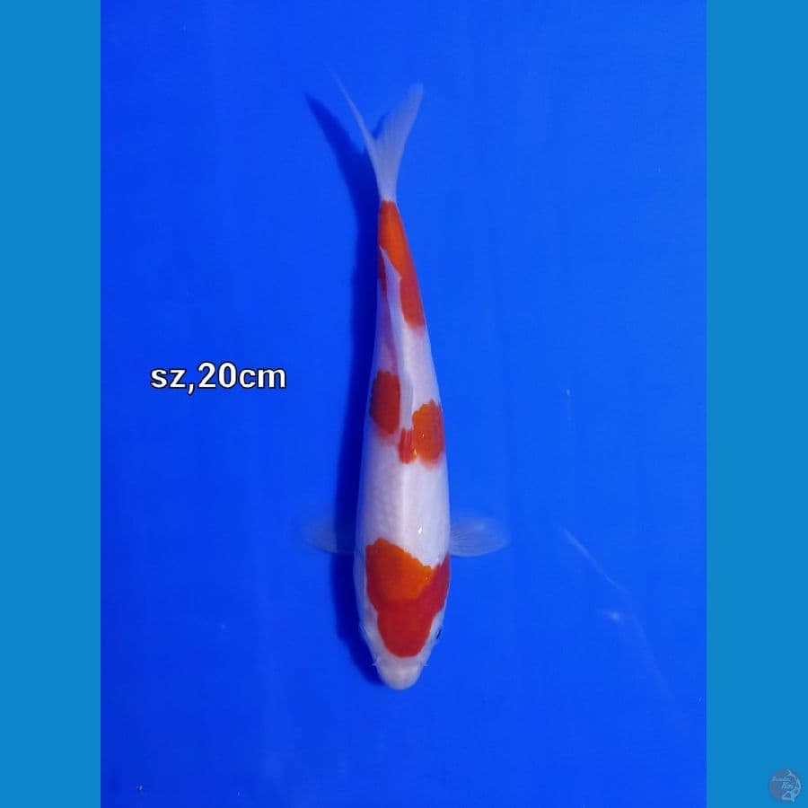 kohaku step 3