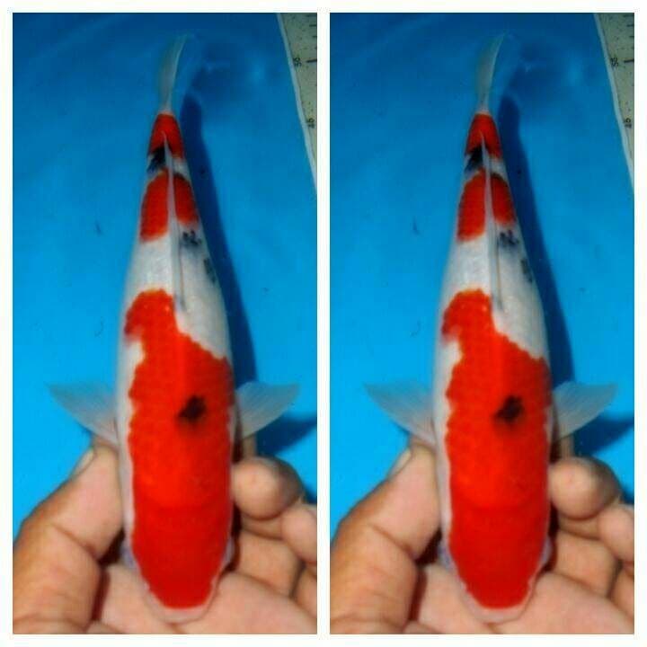 Baby sanke f1 male