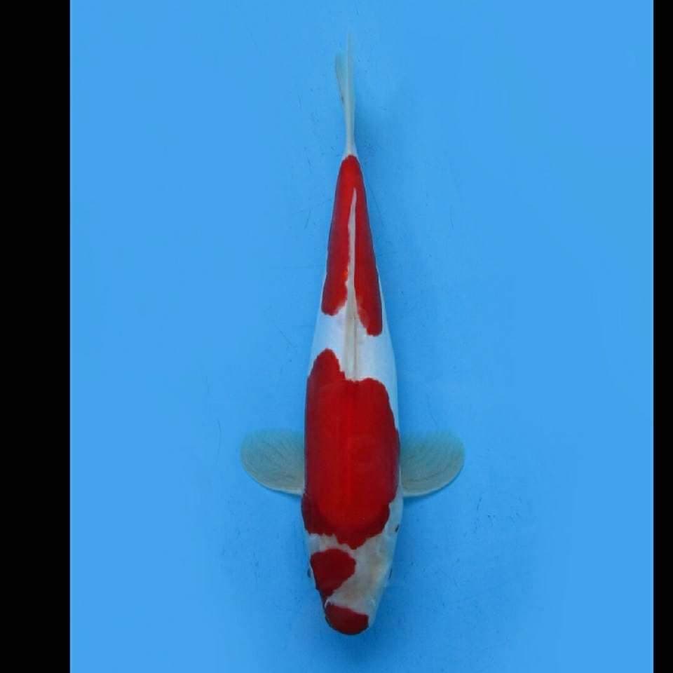 Super Red - Kohaku Doitsu
