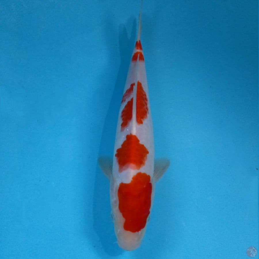 kohaku, 25 cm