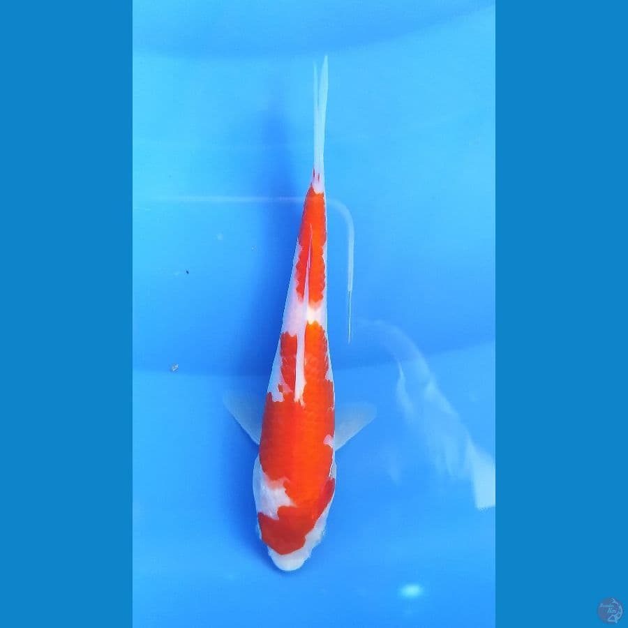 KOHAKU 16CM