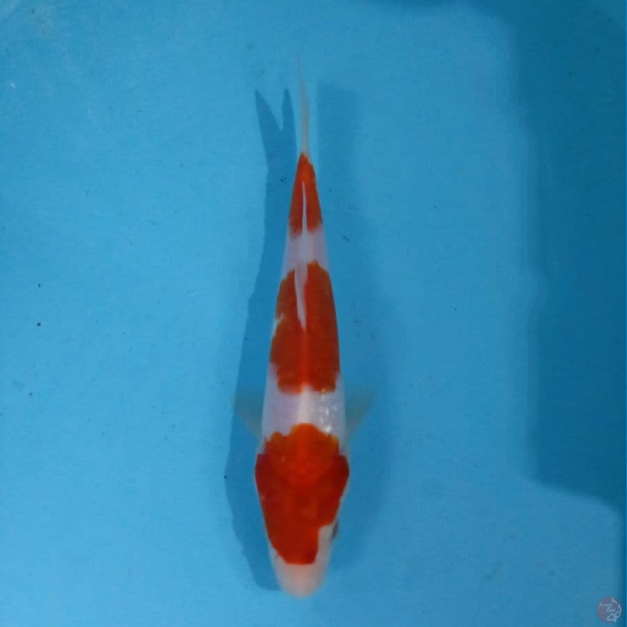 kohaku, 20 cm