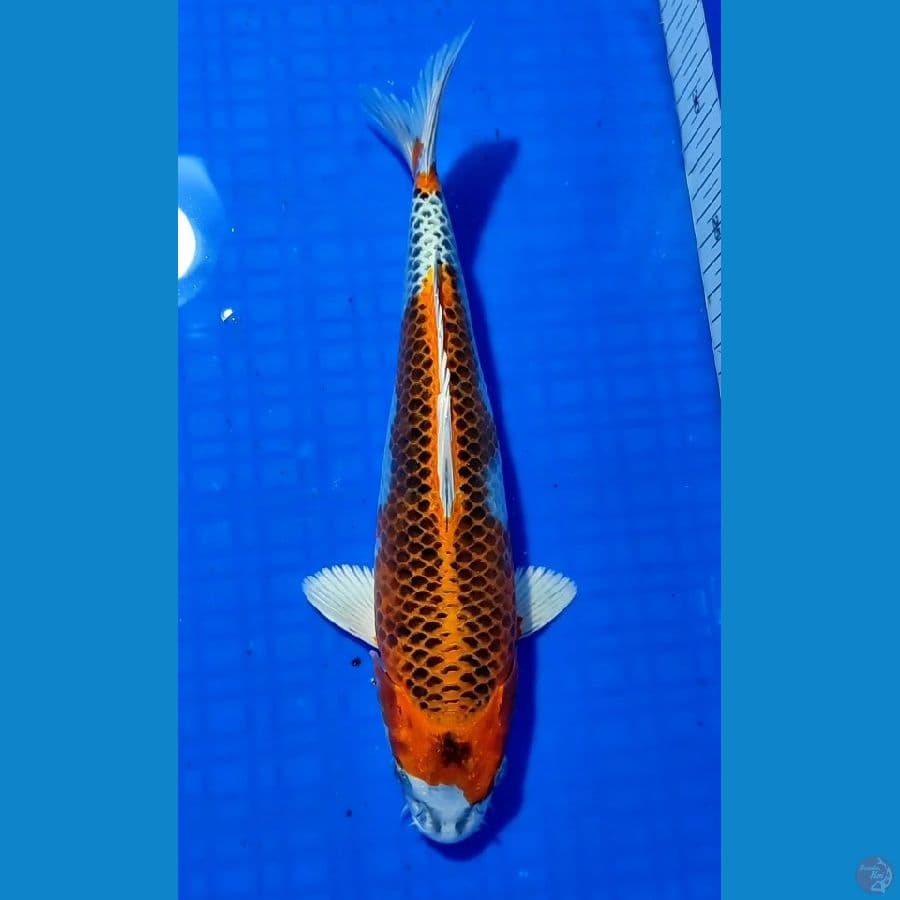 KUJAKU 28cm