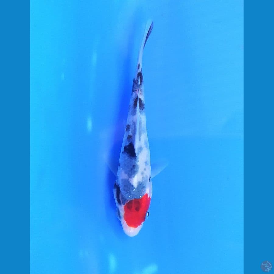 TANCHO SANKE 10 CM