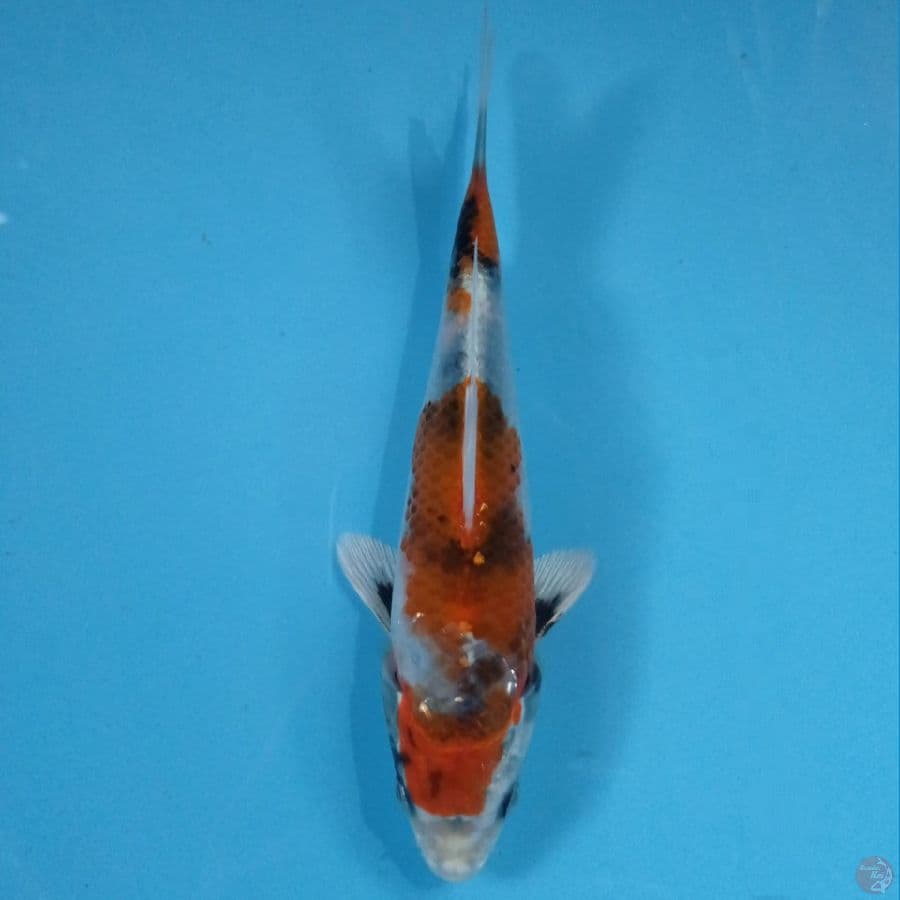 kin showa, 17 cm