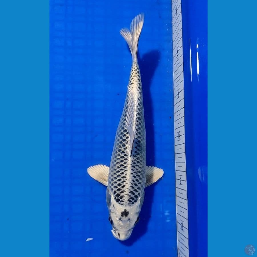 GIN MATSUBA 26cm