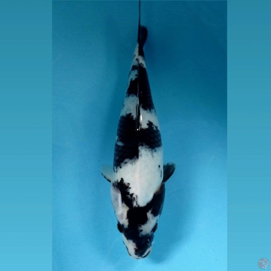 shiro, 34 cm