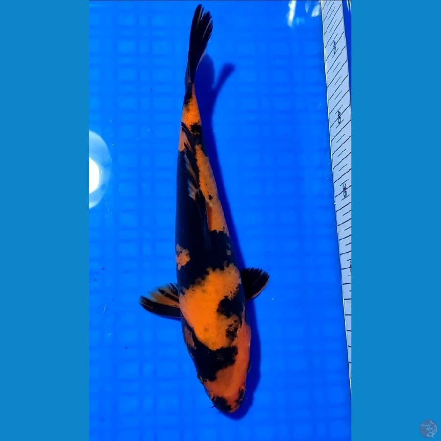 HI UTSHURI 25cm