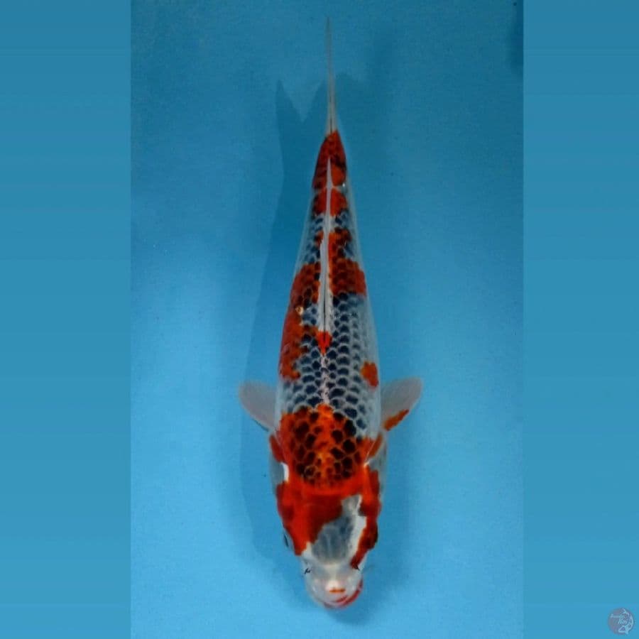 goshiki, 31 cm
