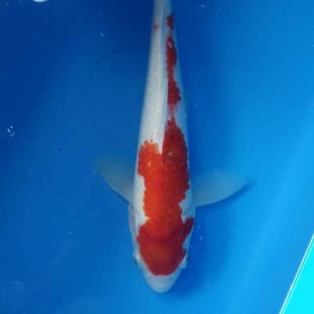 Kohaku 35cm