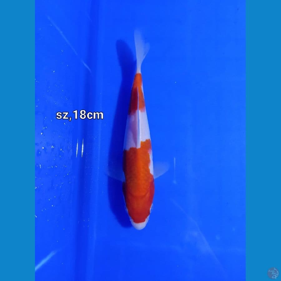 kohaku step 2