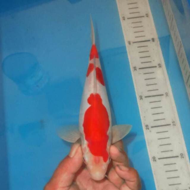 KOHAKU 3STEP