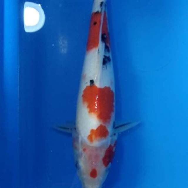 Sanke 35cm