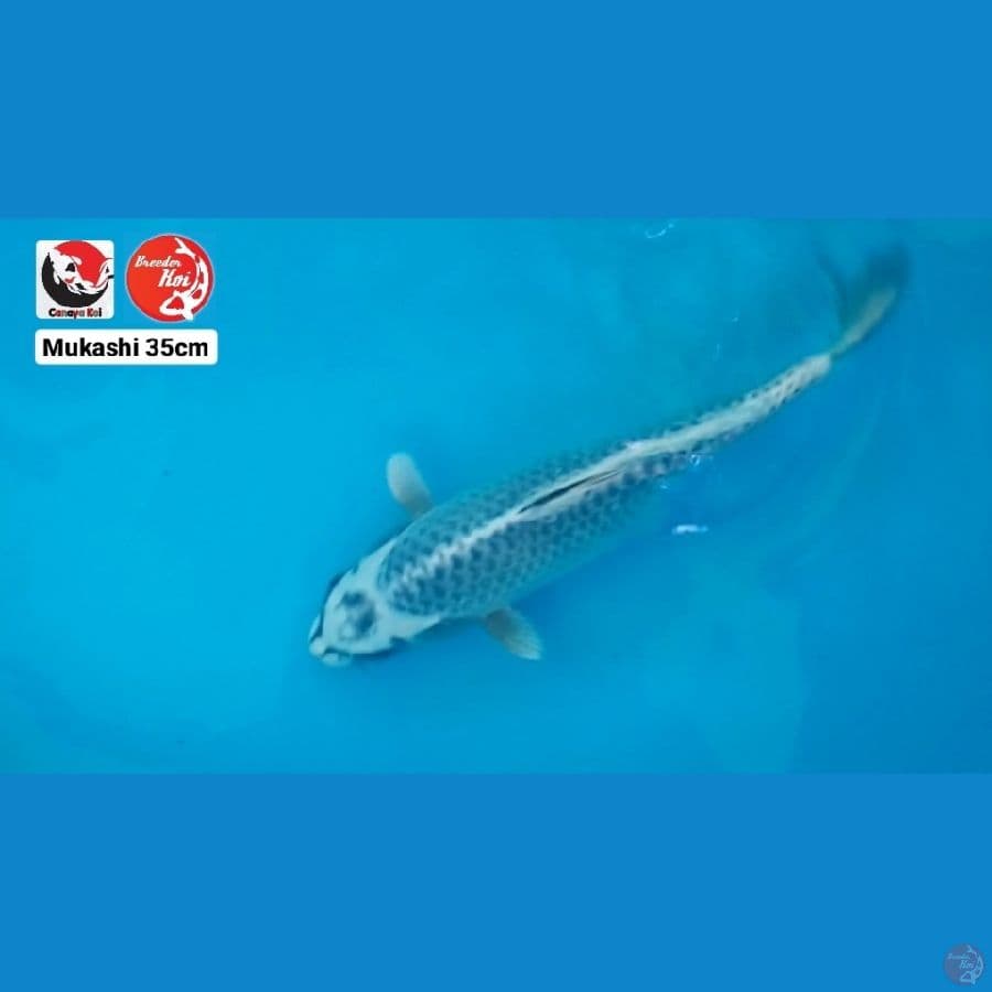 MUKASHI 35CM --- CANAYA KOI FARM