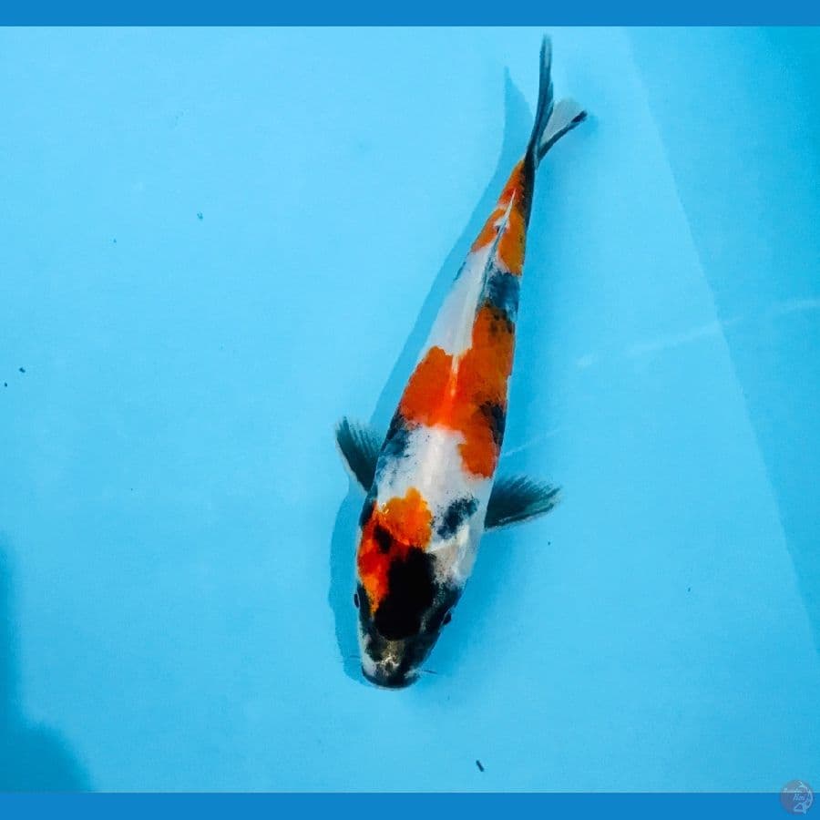 showa hikari, 18 cm