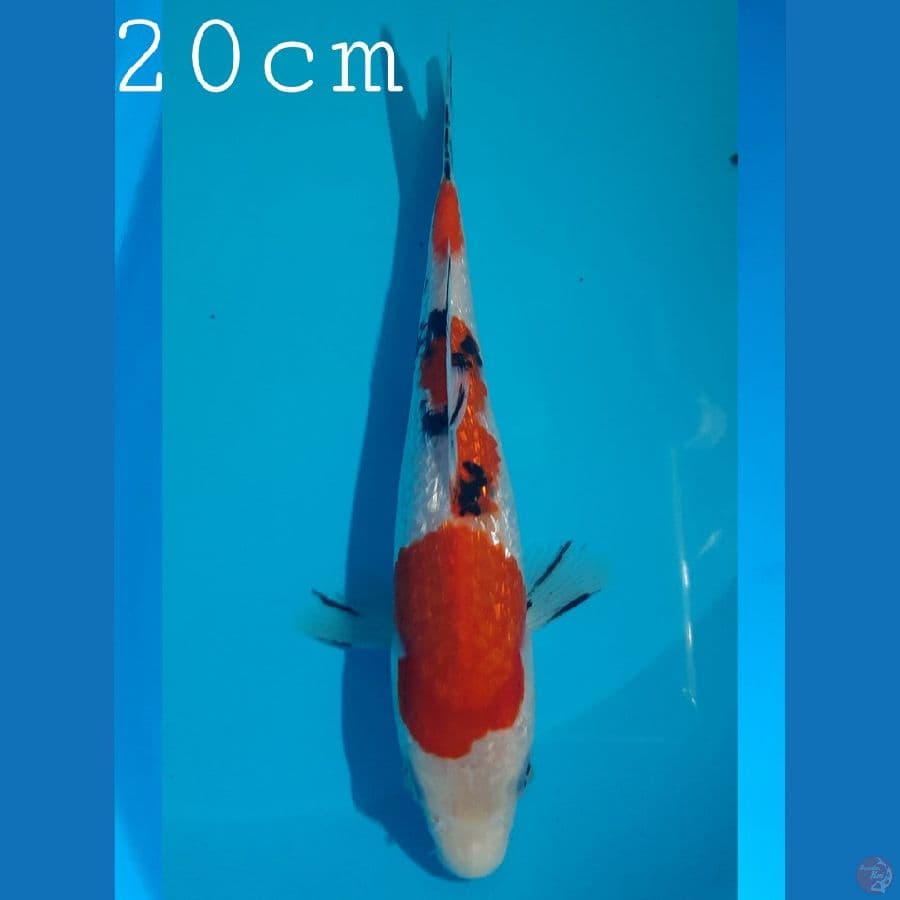Sanke Ginrin 20cm halus