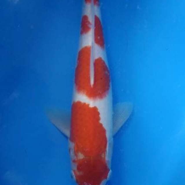 Kohaku 33cm