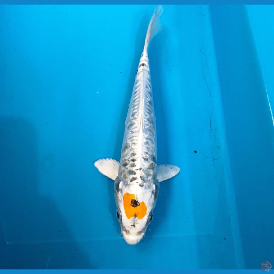 tancho kiko, 18 cm