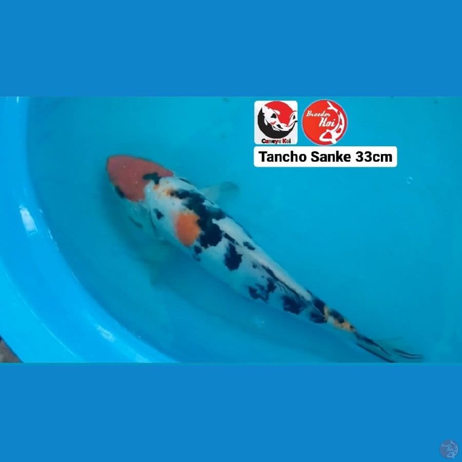 TANCHO SANKE 33CM --- CANAYA KOI FARM