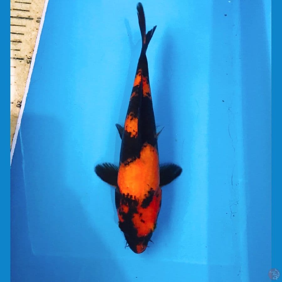 hi utsuri, 22 cm
