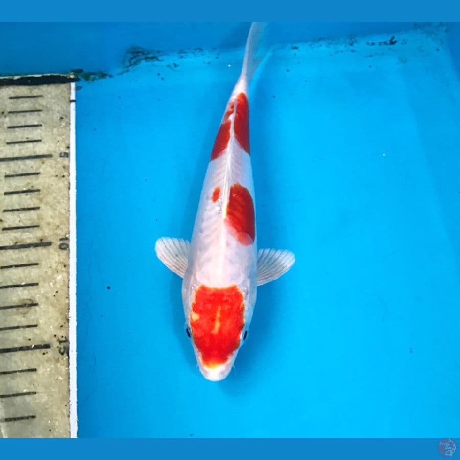 kikushui, 20 cm