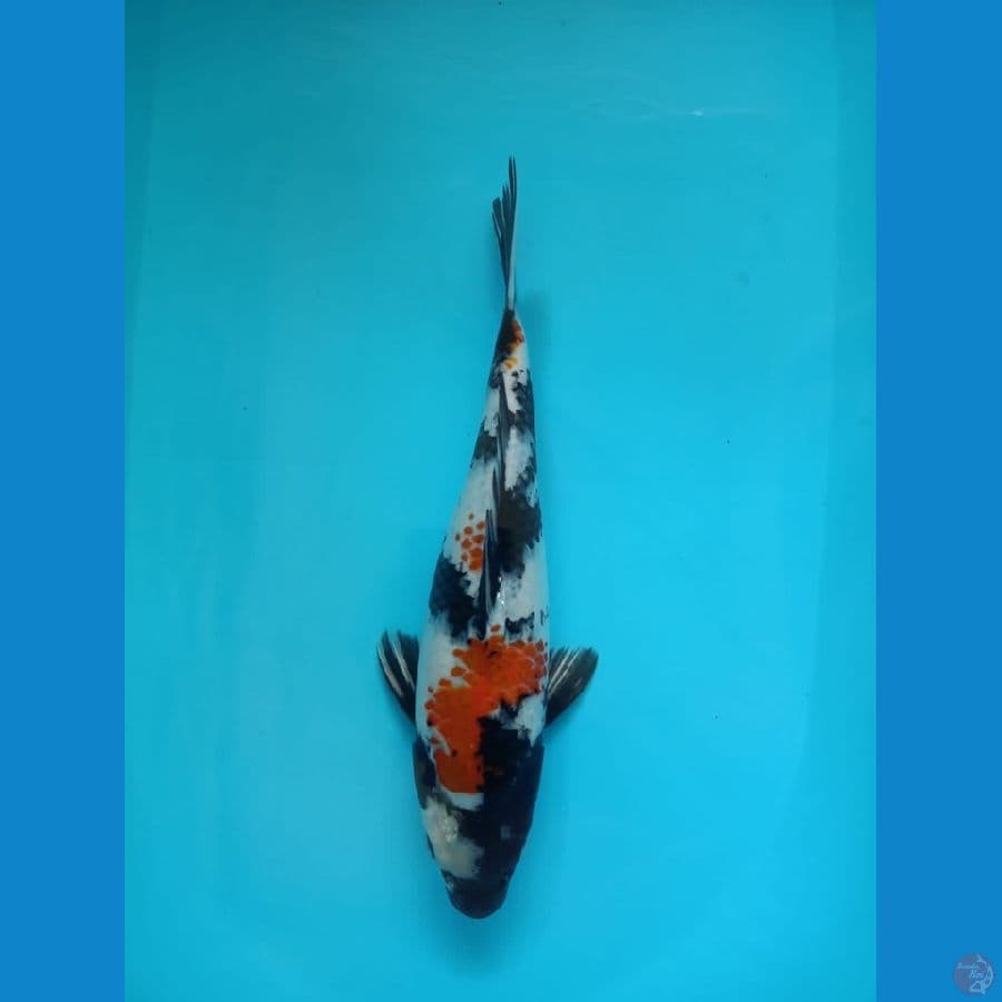 Showa - 34cm