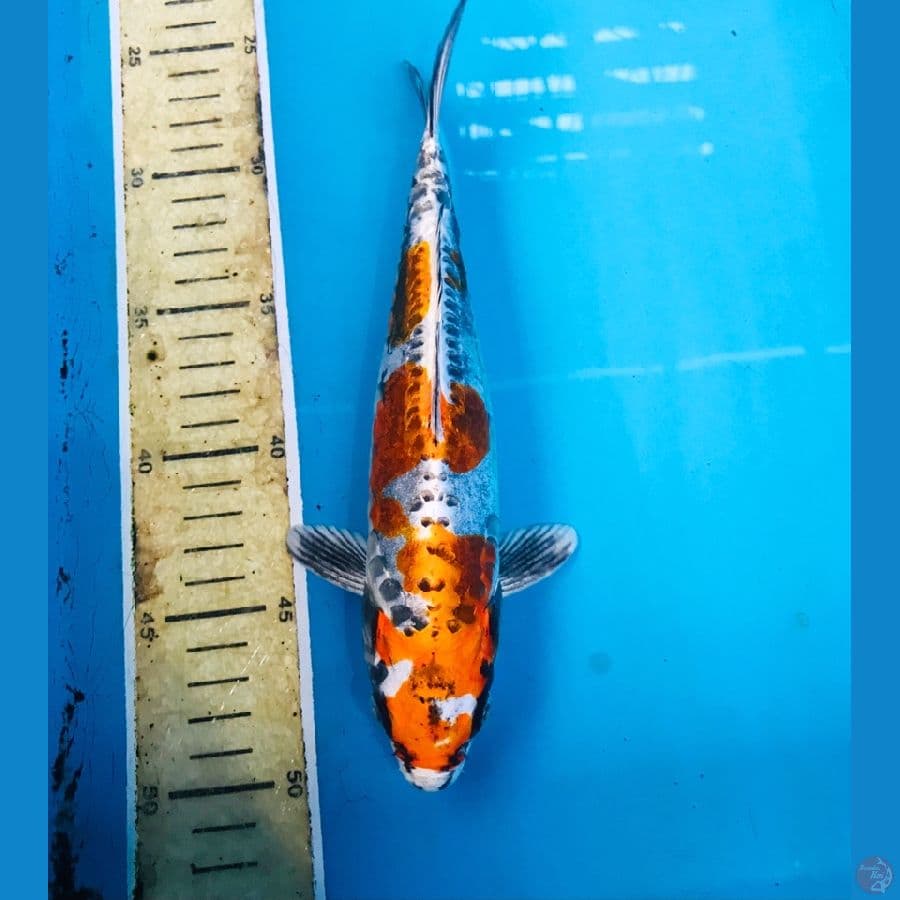 kikokuryu, 25 cm
