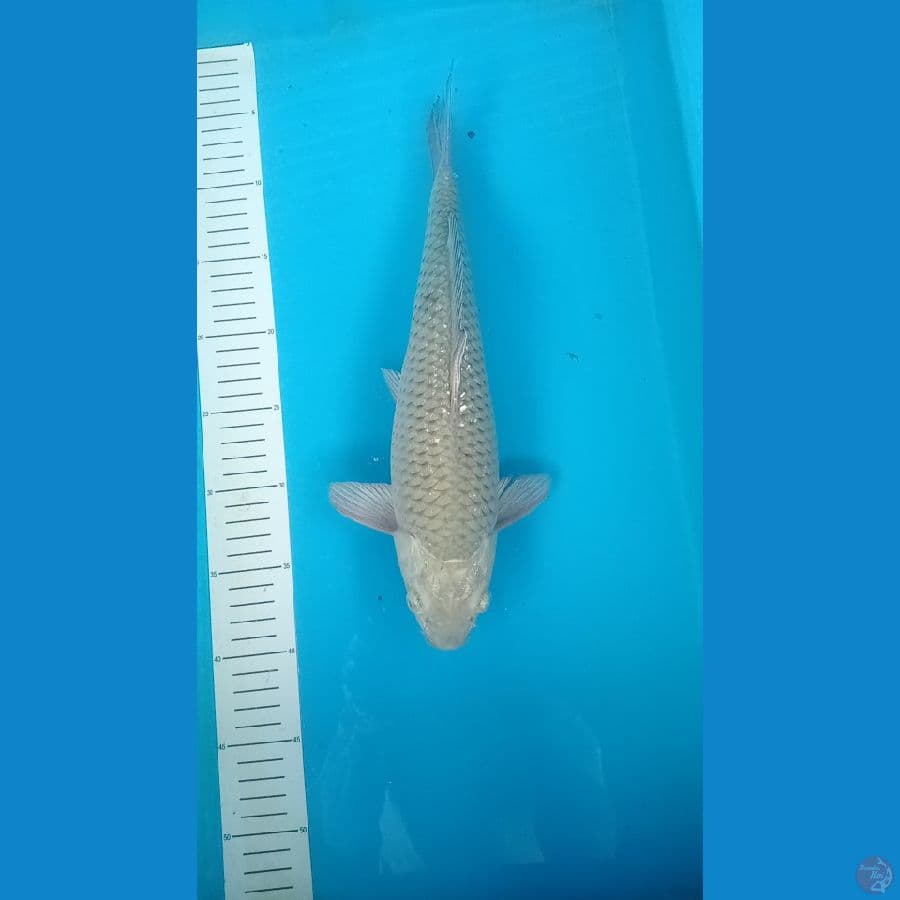 sarogoi 35 cm