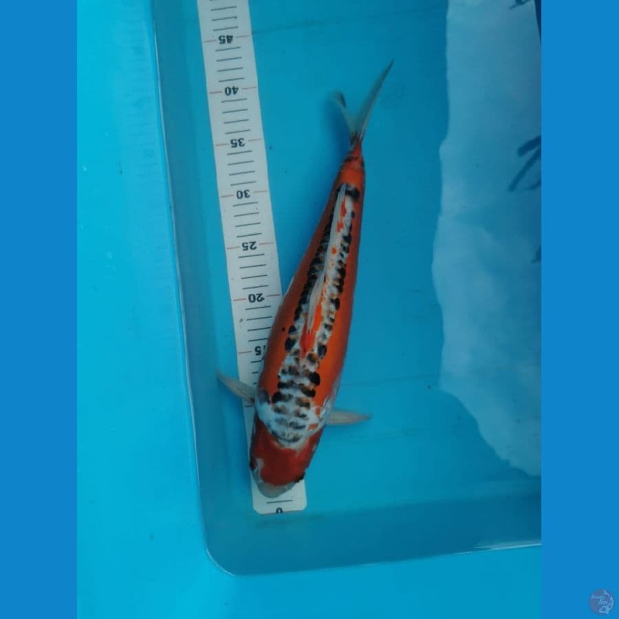 Hana shusui 38 cm