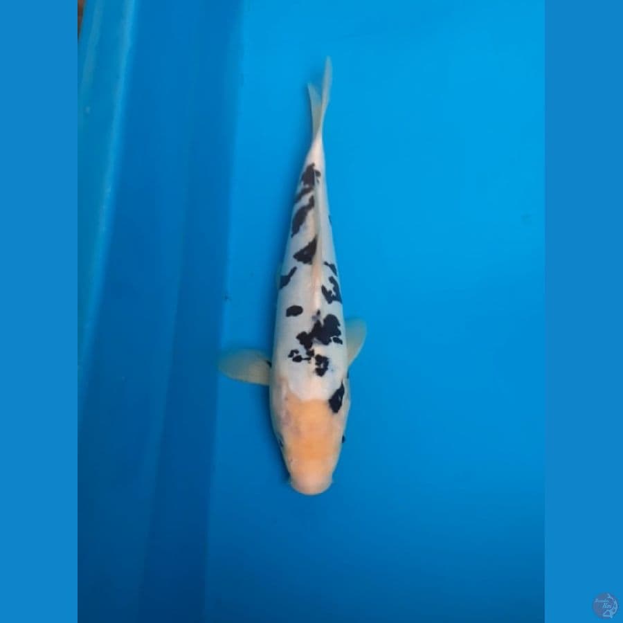 bekko doitsu murni 29cm