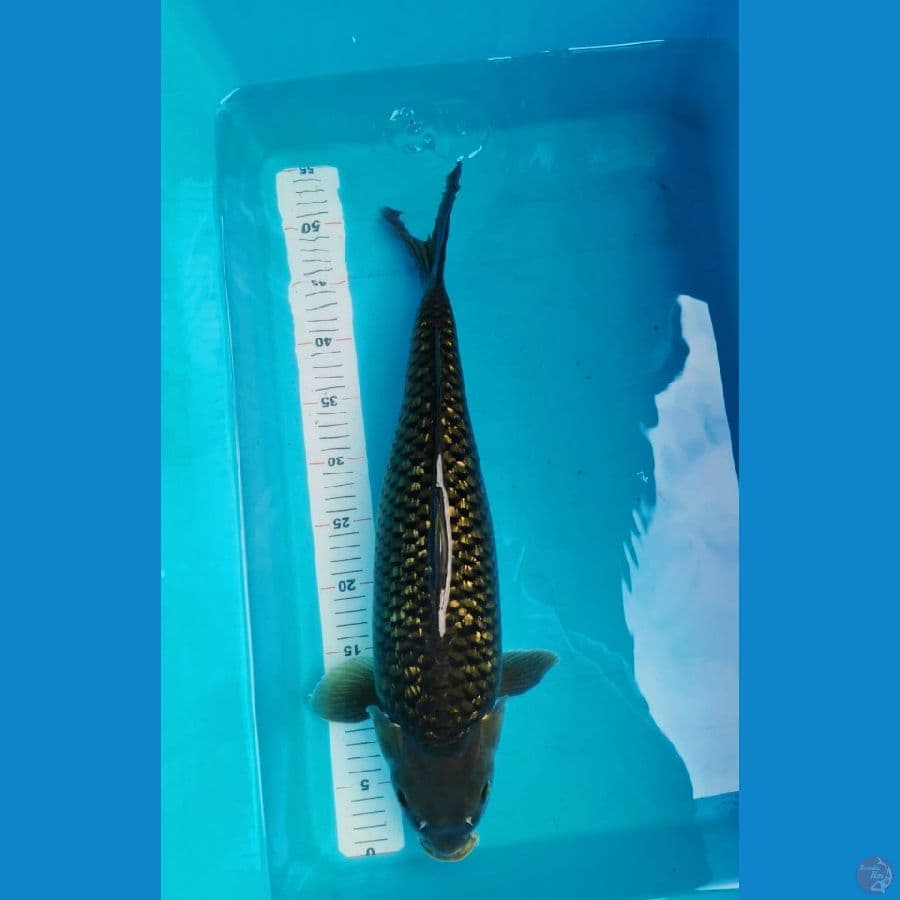 Chagoi bulky 50 cm