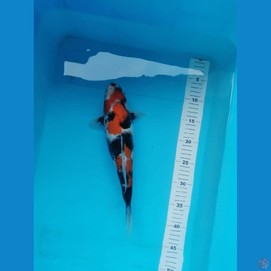 Showa 34 cm