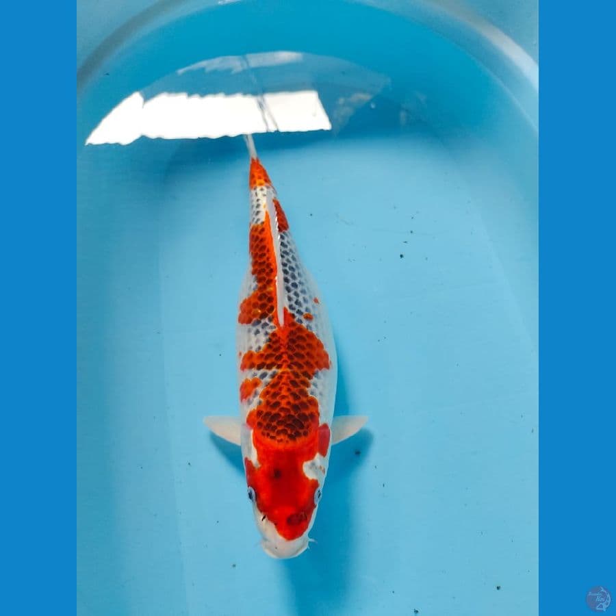gosiki calon induk 37cm