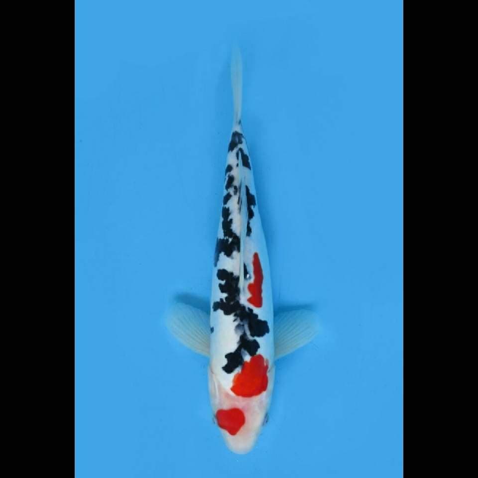 Dalmation - Sanke Doitsu Tsubo Sumi