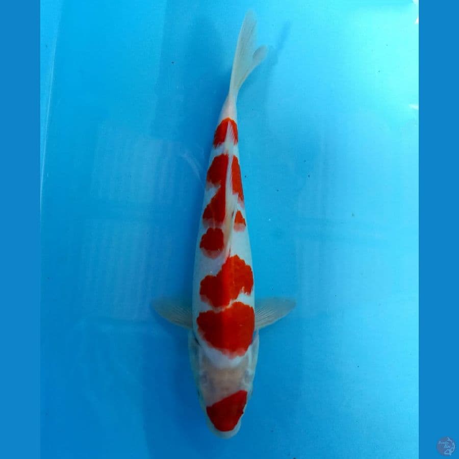 kohaku 29cm