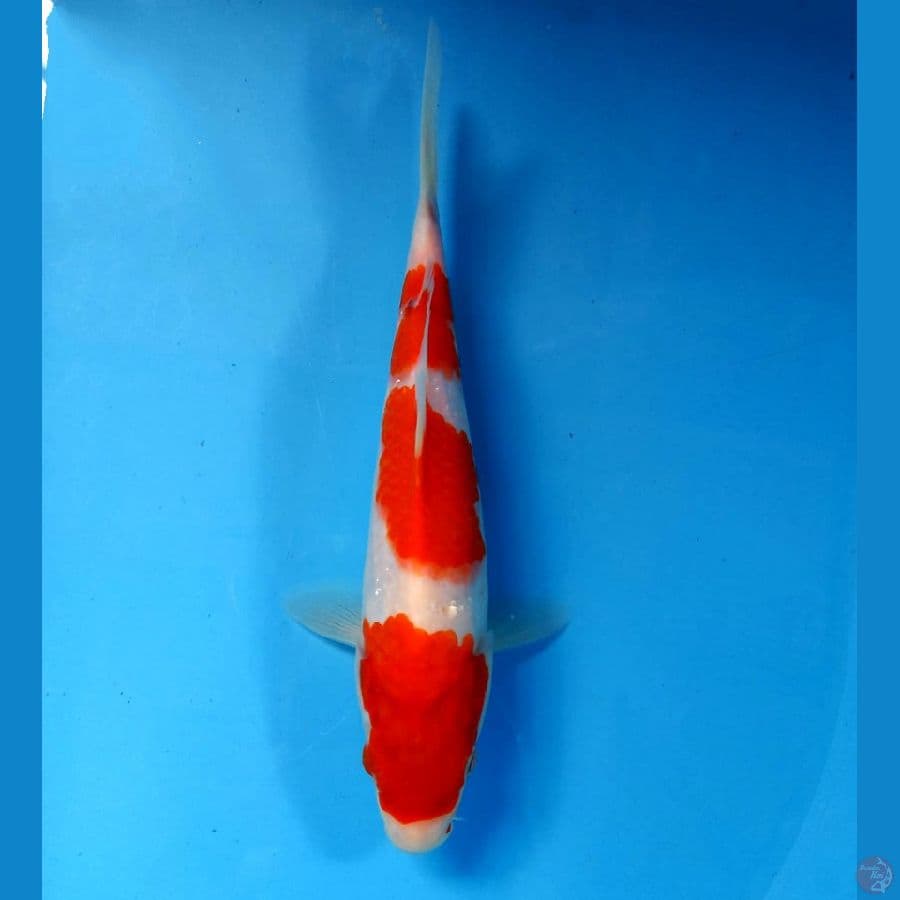 kohaku 22 cm