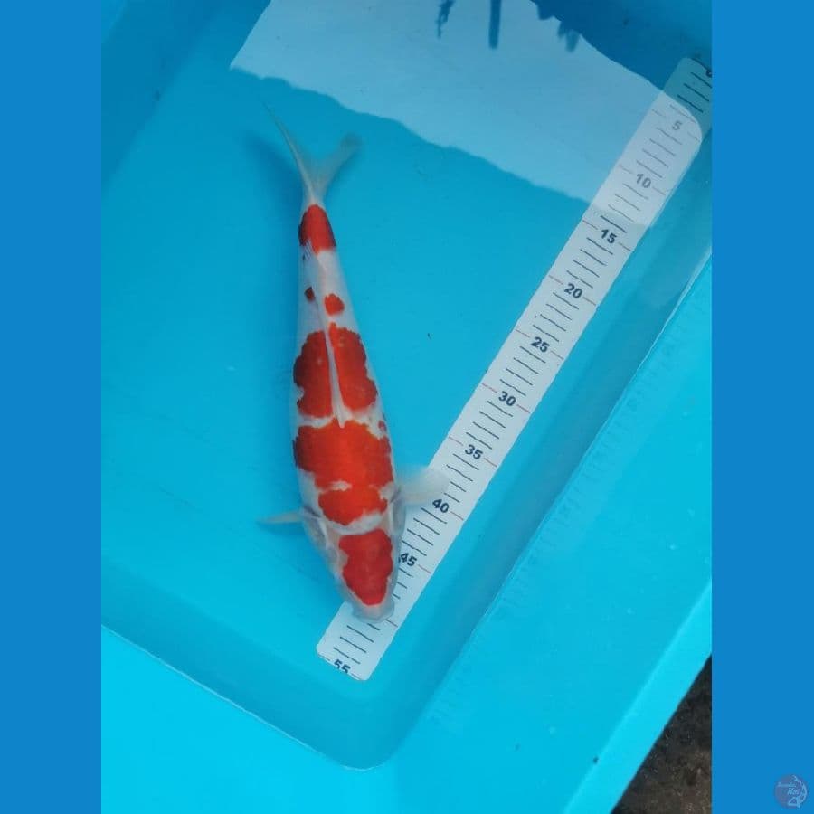 kohaku 38 cm 4 step skin bersih