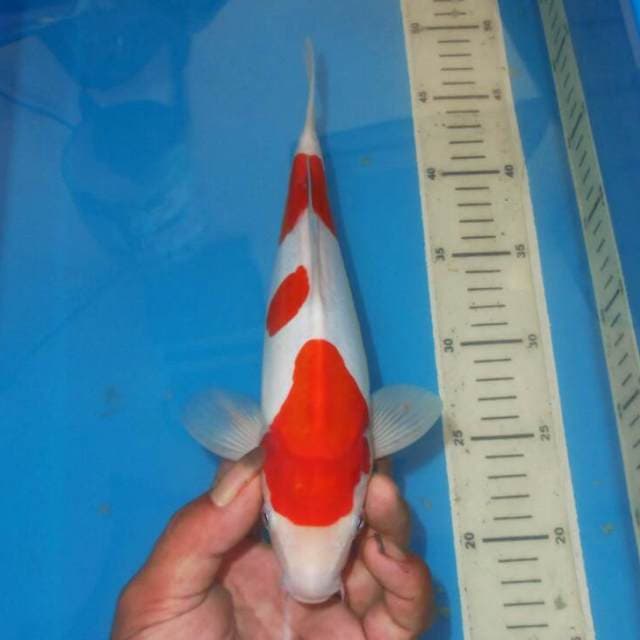 3STEP KOHAKU