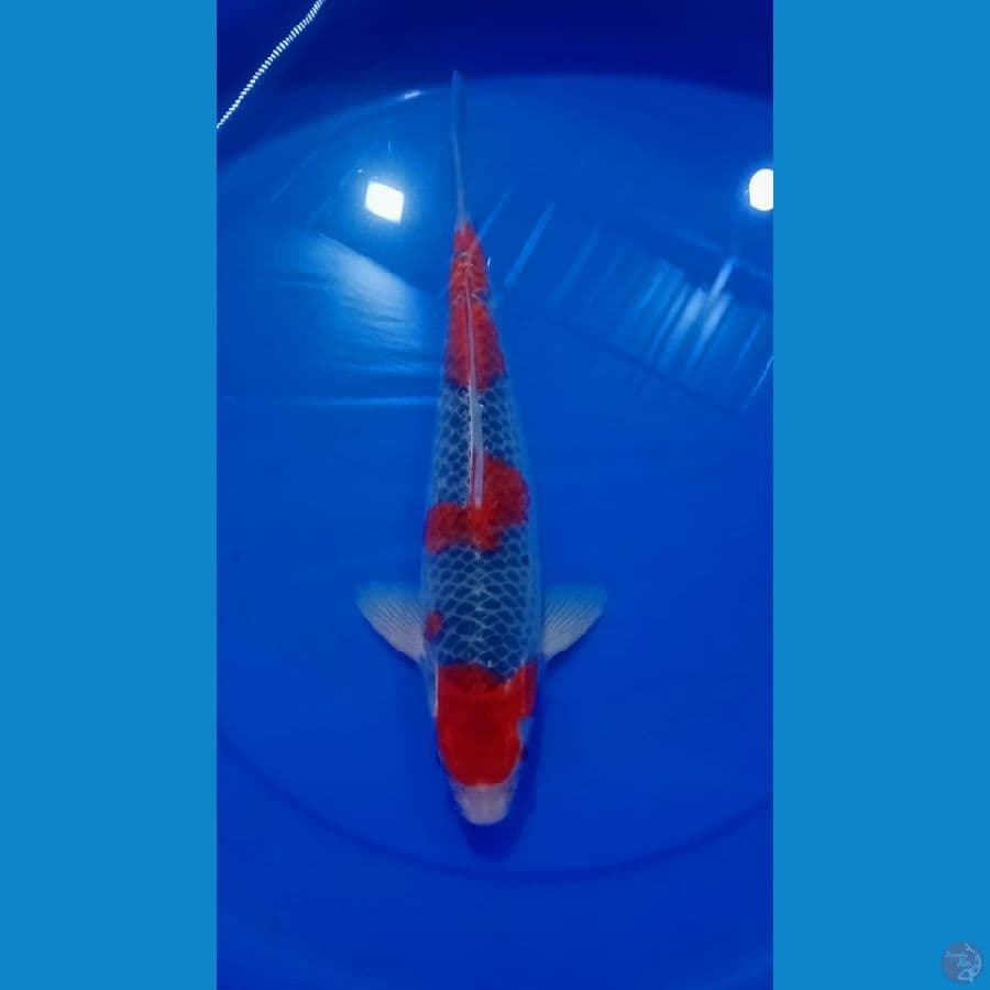 Goshiki SQ 35 cm