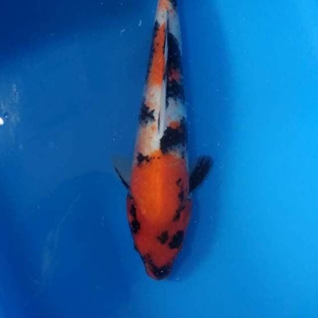Showa 27cm