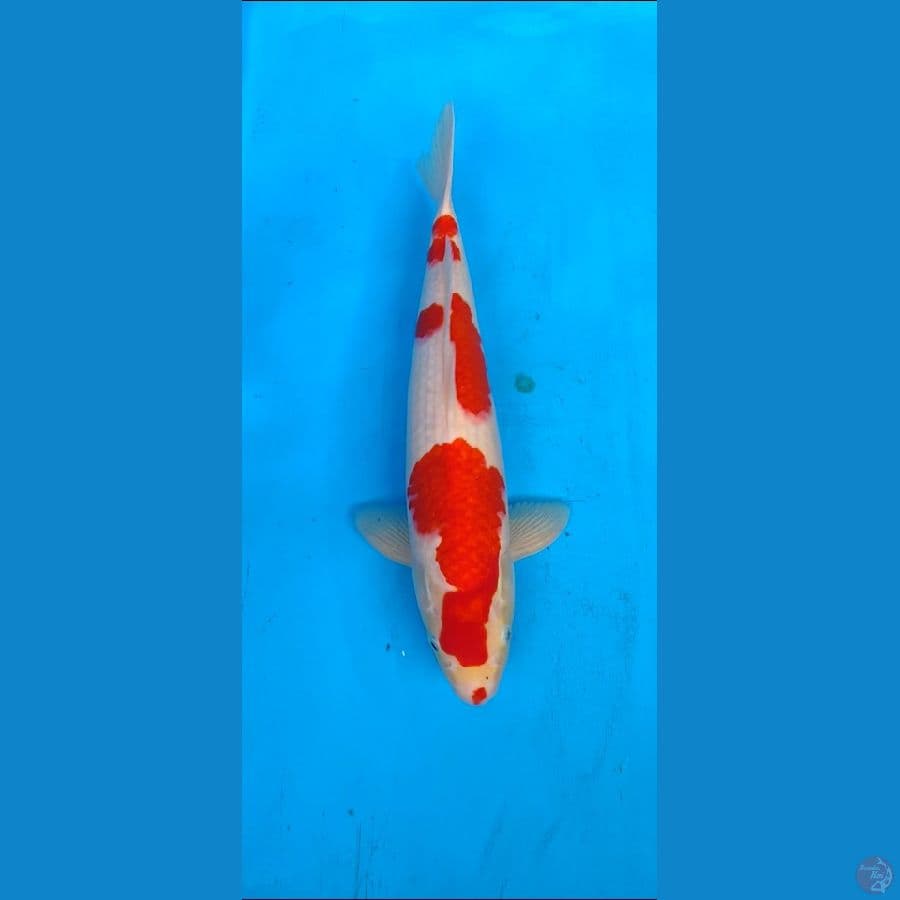 kohaku kucibeni.... 43cm