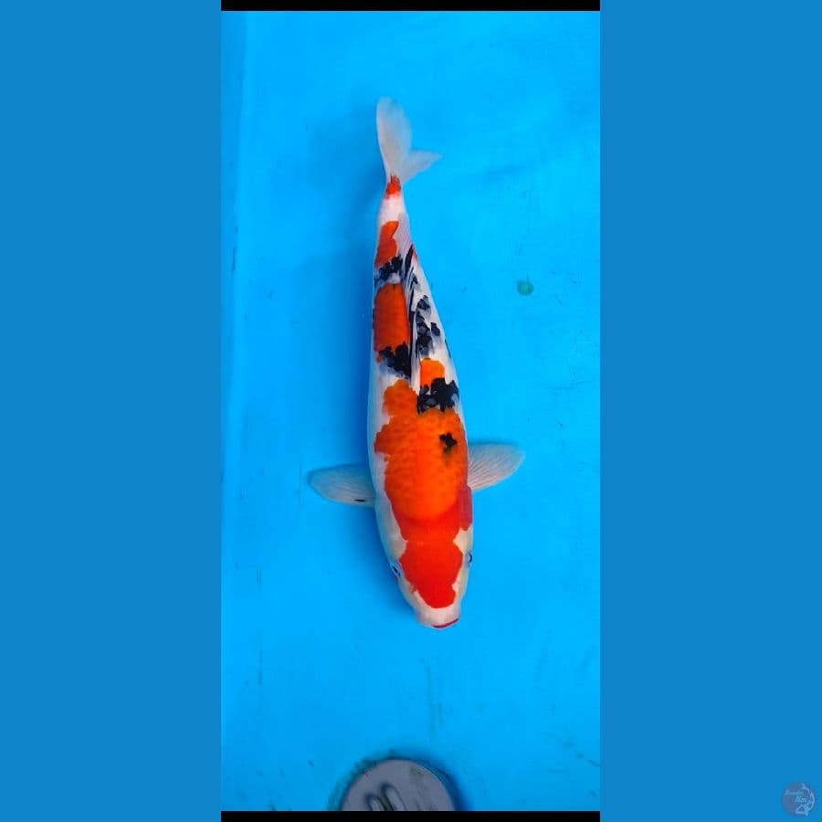 sanke SQ.... 42cm