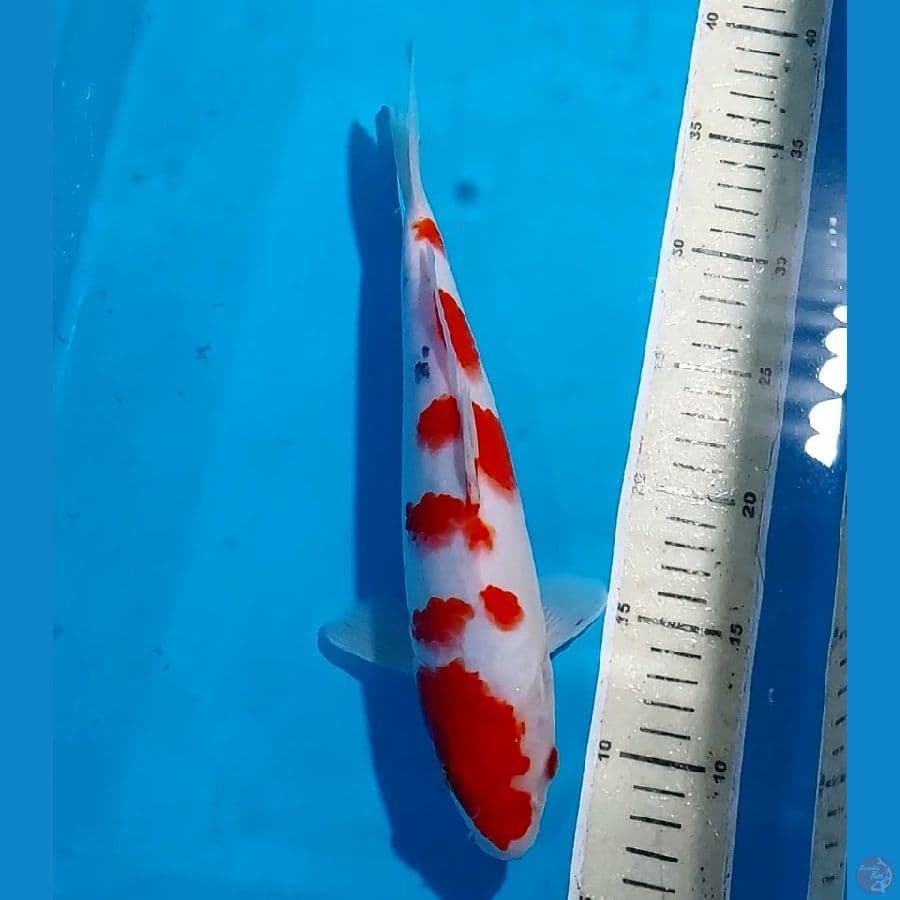 SANKE 29 CM
