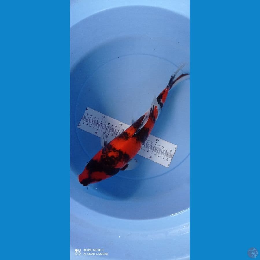 showa 37 cm