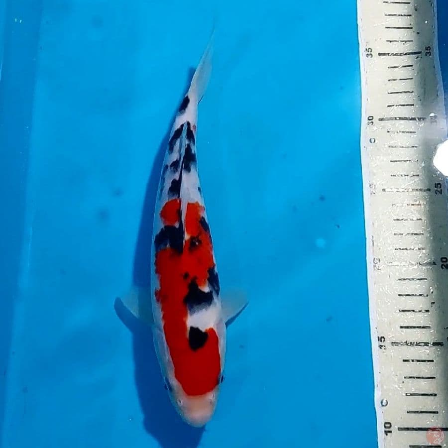 SANKE 25 CM